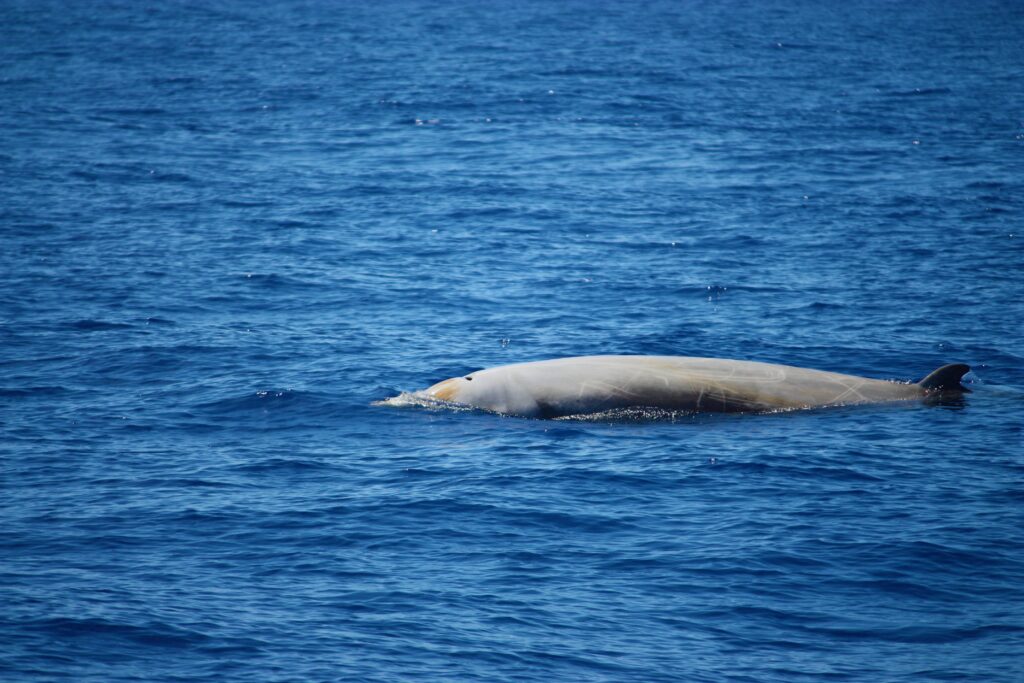 Whale Deep Beaked Cuvier Madeira Island Tours On Tales