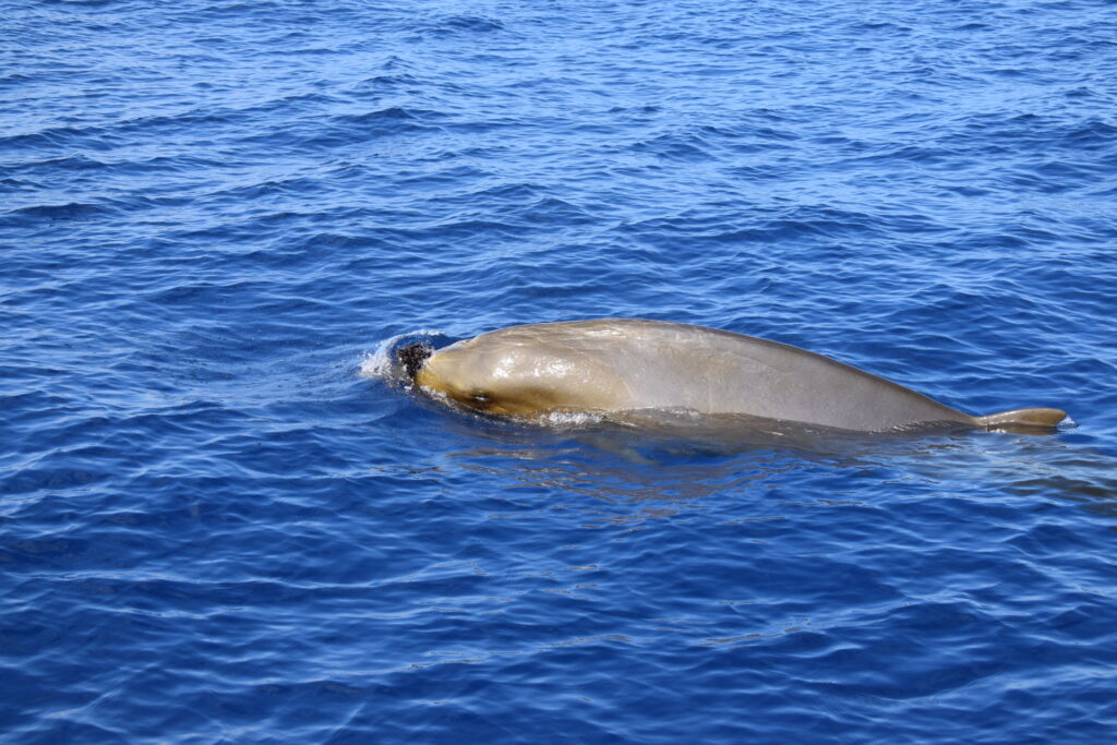 Whale Deep Beaked Whale Blainville Madeira Island Tours On Tales