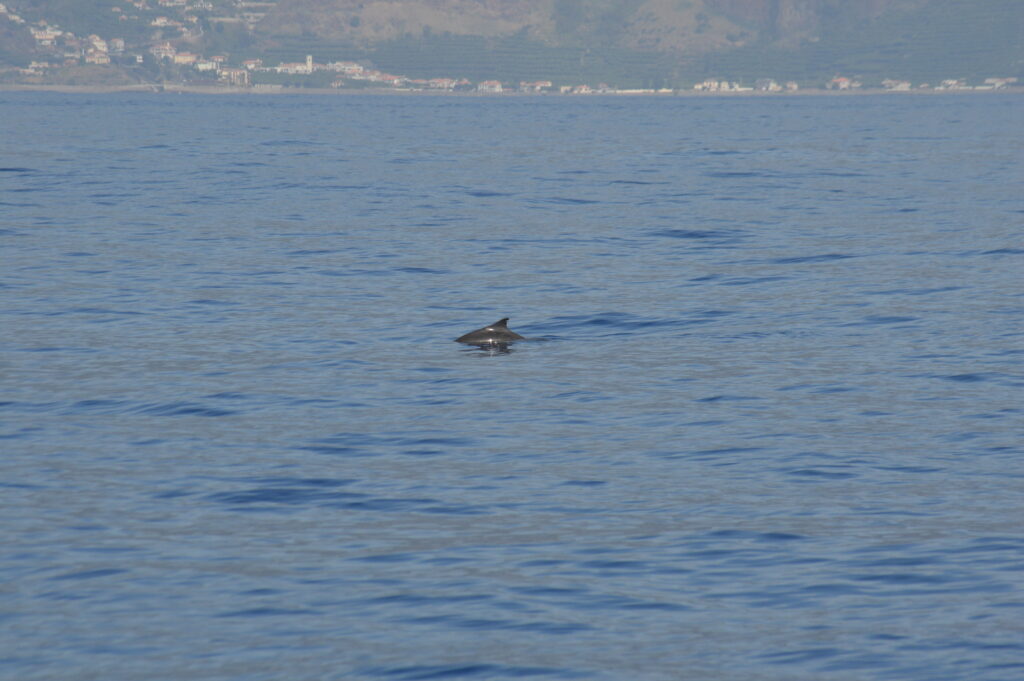 Whale Dwarf Sperm Madeira Island Tours On Tales