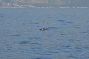 Whale Dwarf Sperm Madeira Island Tours On Tales