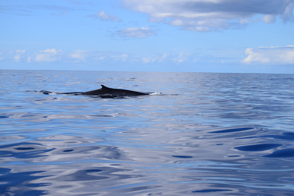 Whale Fin Madeira Island Tours On Tales