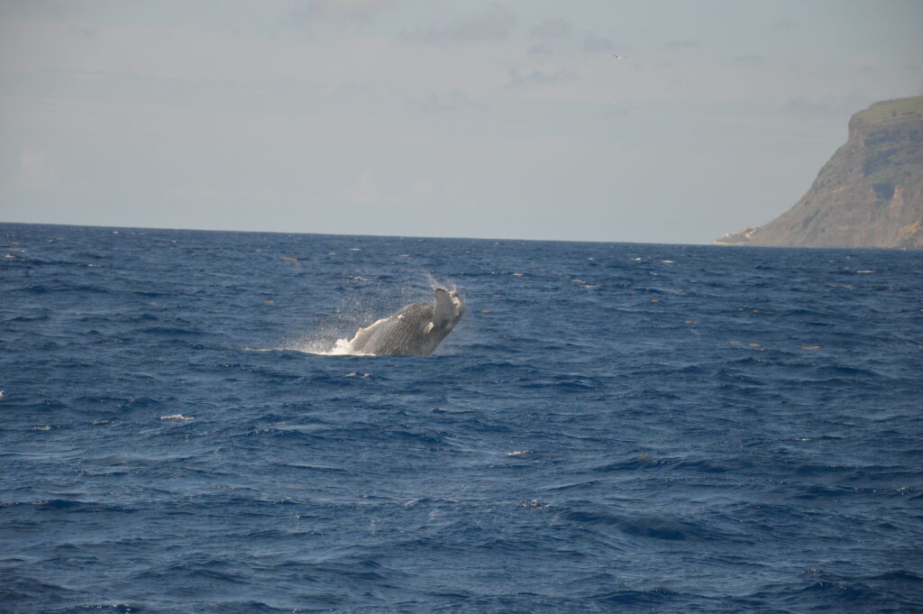 Whale Madeira Island Tours On Tales