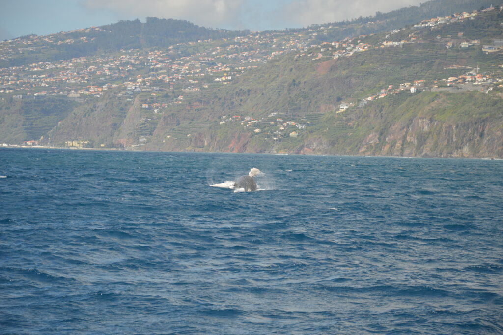 Whale Jump Humpback Madeira Island Tours On Tales