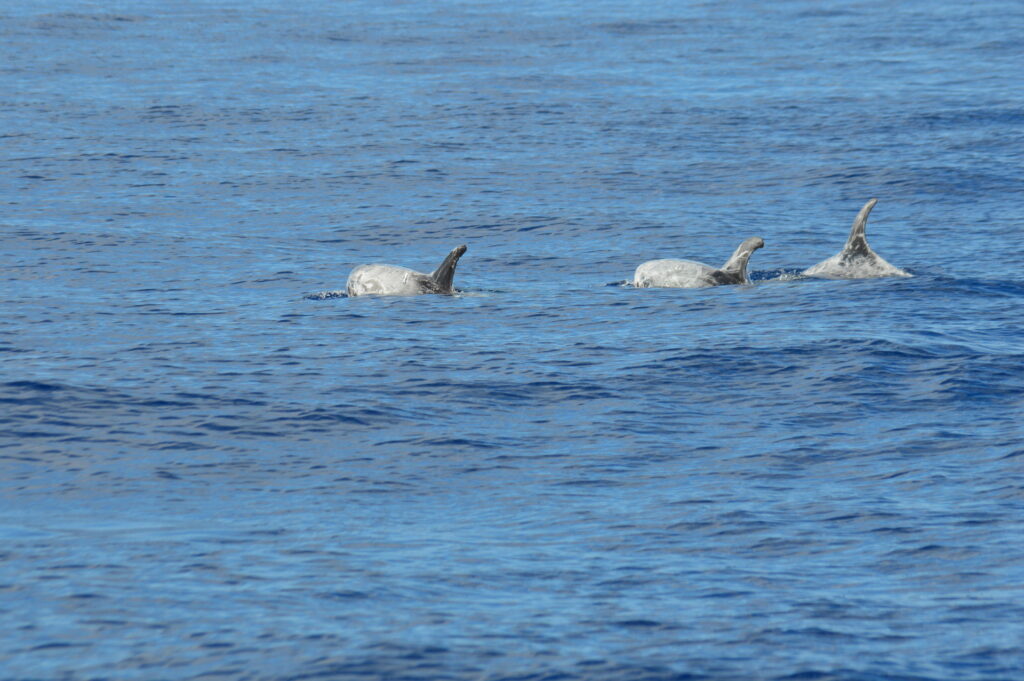 Whale Risso Dolphin Madeira Island Tours On Tales