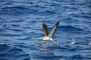 Whale Shearwater Cory Madeira Island Tours On Tales