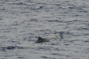 Whale Sperm Madeira Island On Tales