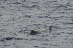 Whale Sperm Madeira Island Tours On Tales