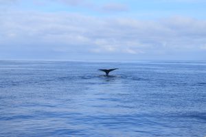 Whale Sperm Madeira Island Tours On Tales