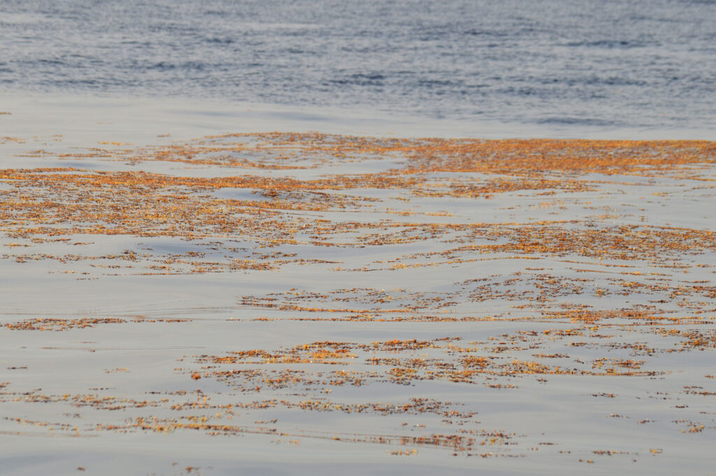 Whale Watching Algae Seaweed Ocean Madeira Island Tours On Tales