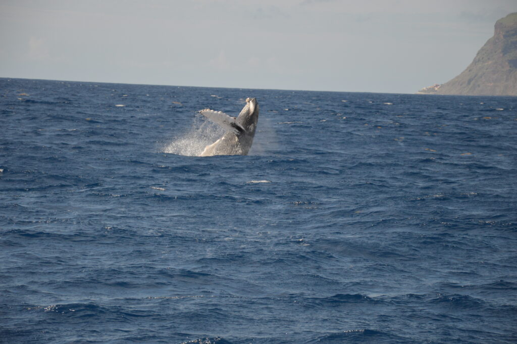 Whale Watching Jump Humpback Madeira Island Tours On Tales