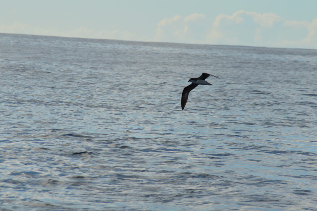 Whale Watching Petrel Desertas Madeira Island Tours On Tales
