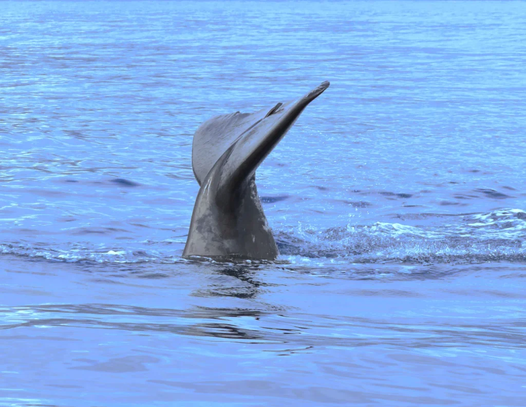 Sperm Whale Tail On Tales