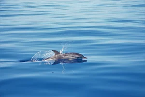 Spotted Dolphin On Tales