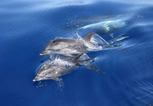Spotted Dolphins Jumping