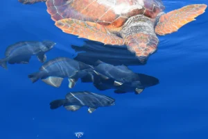 Turtle Fish On Tales