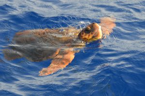 Turtle Madeira On Tales