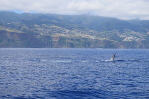 Bryde Whale Watching Madeira Island Tours On Tales