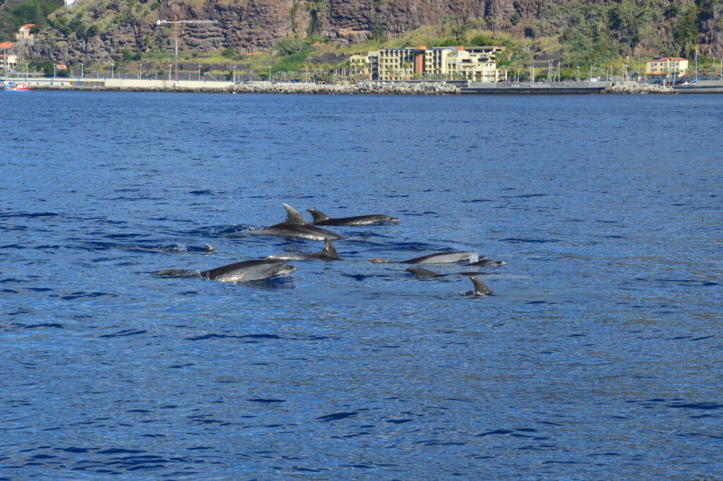 Dolphin Bottlenose Madeira Island Tours On Tales
