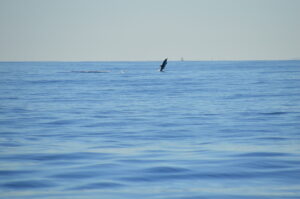 Dolphin Striped Madeira Island Tours On Tales