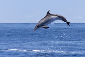 Dolphin Watching Jump Bottlenose Madeira Island Tours On Tales