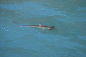 Hammer Shark Madeira Island Tour On Tales