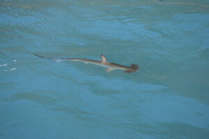 Hammer Shark Whale Madeira Island Tours On Tales