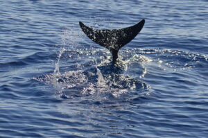 Pilot Whale tail Madeira On Tales