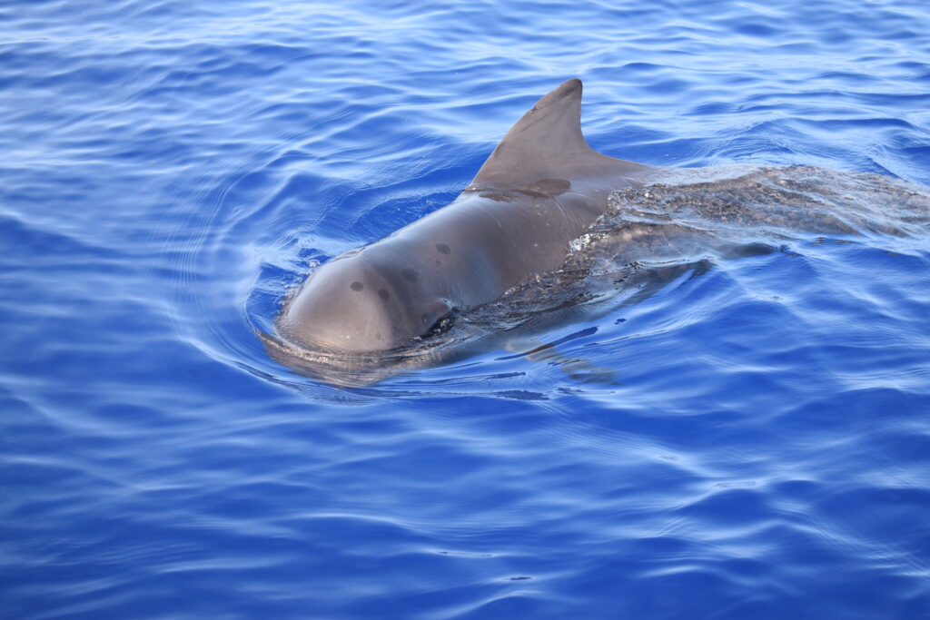 Pilot Whales Madeira On Tales