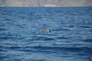 Risso Dolphin Madeira Island Tours On Tales