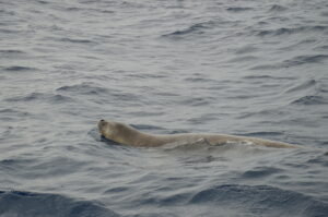 Seal Dolphin Watching Madeira Island Tours On Tales