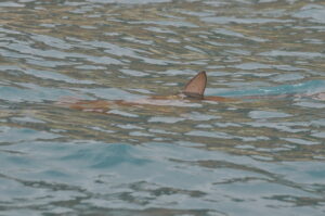 Shark Dolphin Watching Madeira Island Tours On Tales