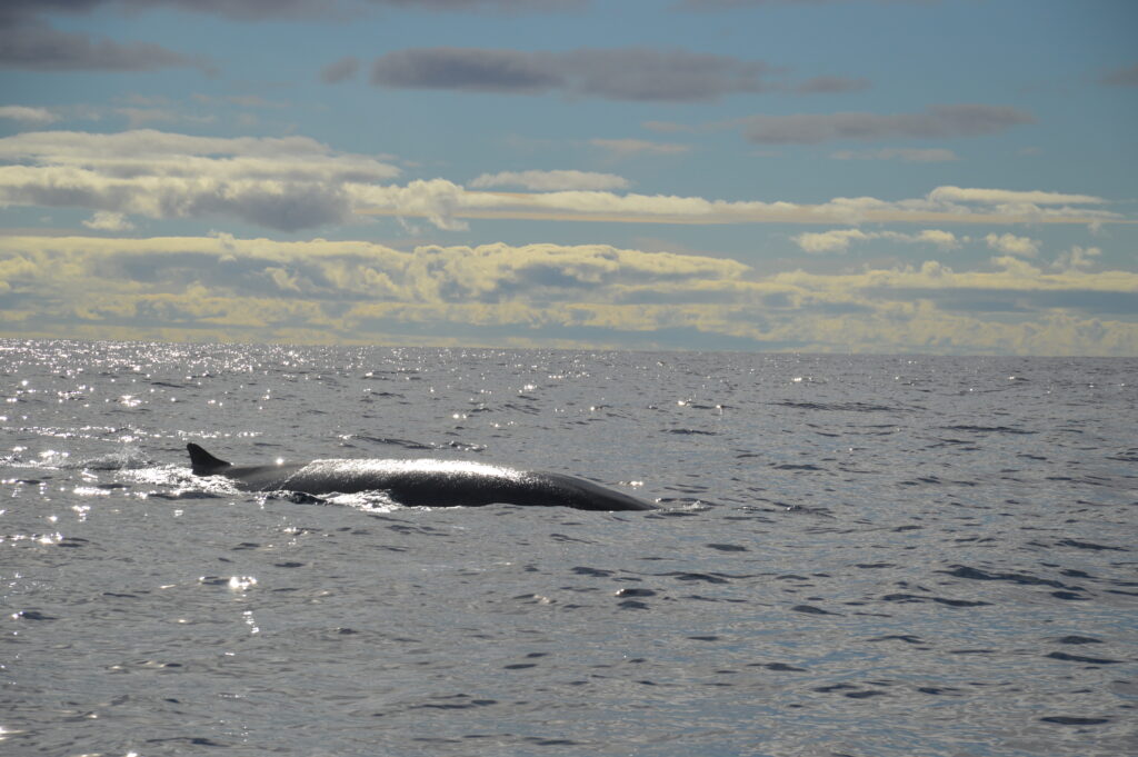 Whale Big Fin Madeira Island Tours On Tales