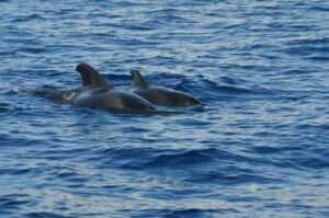 Whale Watching Pilot Madeira Island Tours On Tales