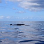 On-Tales-Fin-Whale