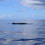On-Tales-Fin-Whale