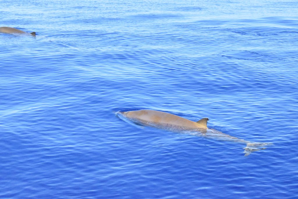 On-Tales-Cuvier's-Beaked-whale