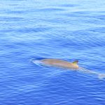 On-Tales-Cuvier's-Beaked-whale