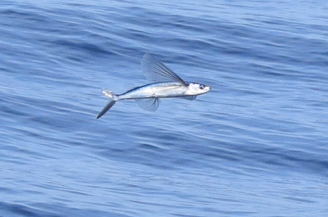 Flying Fishes - Whale and Dolphin watching in Madeira island. On Tales Tours