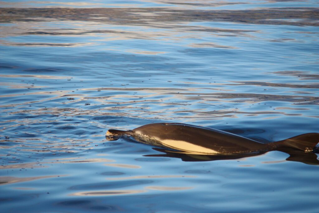 Common Dolphin Madeira On Tales