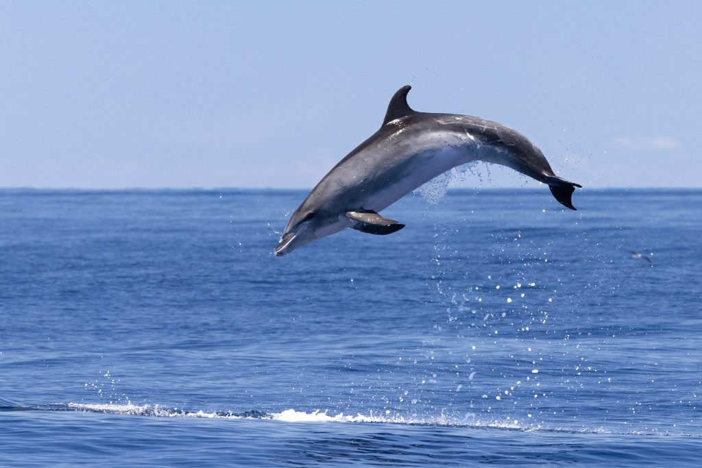 Dolphin Watching Jump Bottlenose Madeira Island Tours On Tales