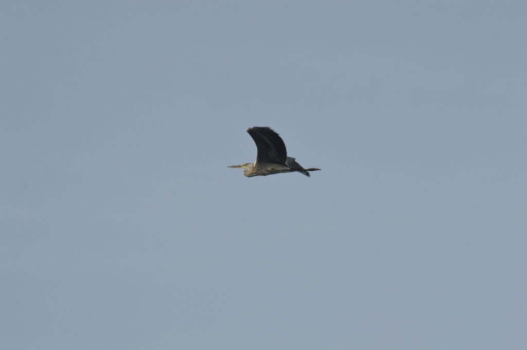 SeaBird Heron Grey Madeira Island Tours On Tales