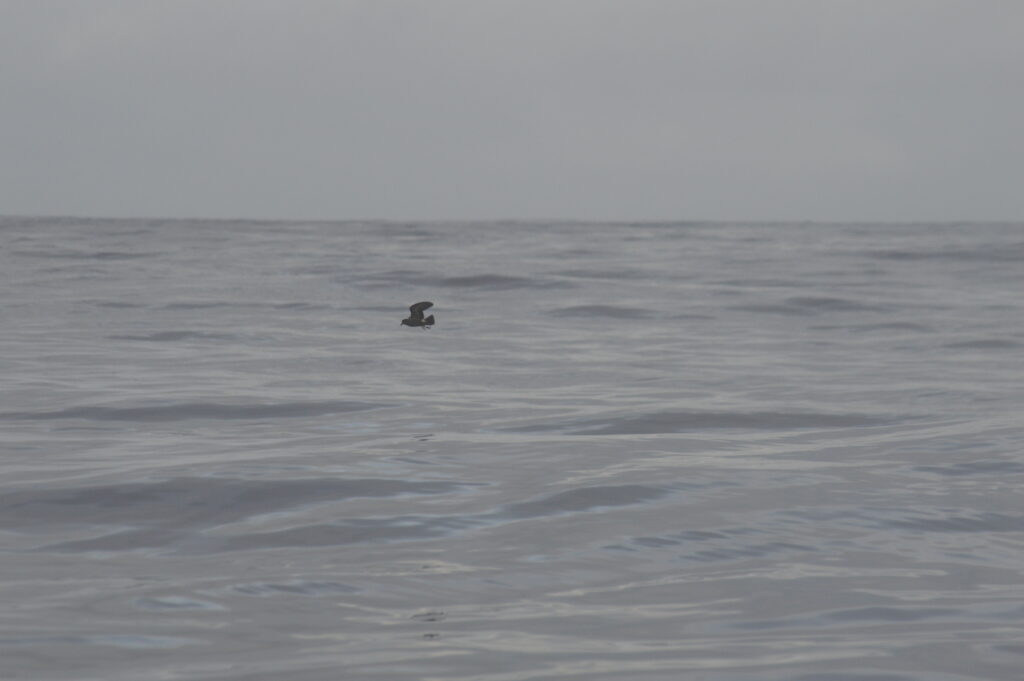 SeaBird Small Storm Petrel Madeira Island Tours On Tales