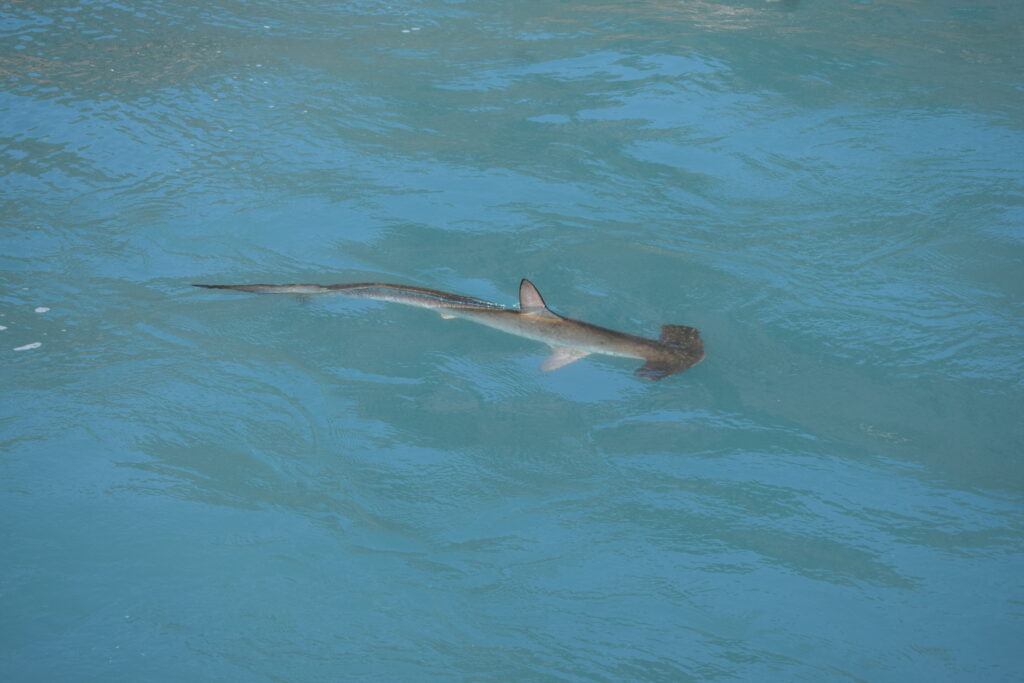 hammerhead shark (Sphyrna zygaena)