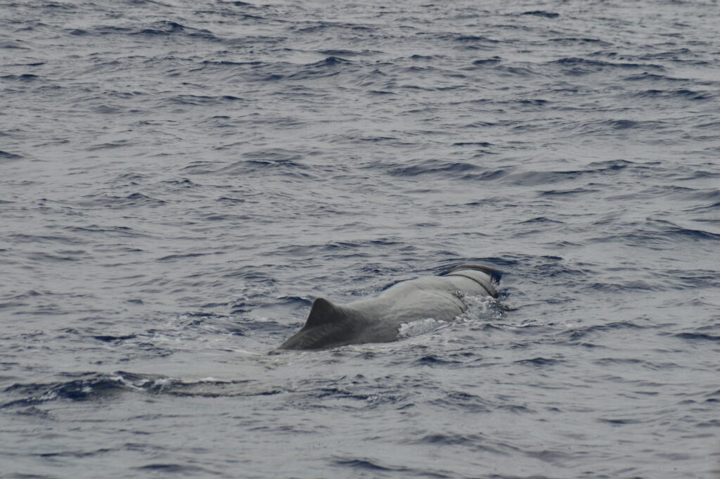 Whale Sperm Madeira Island On Tales