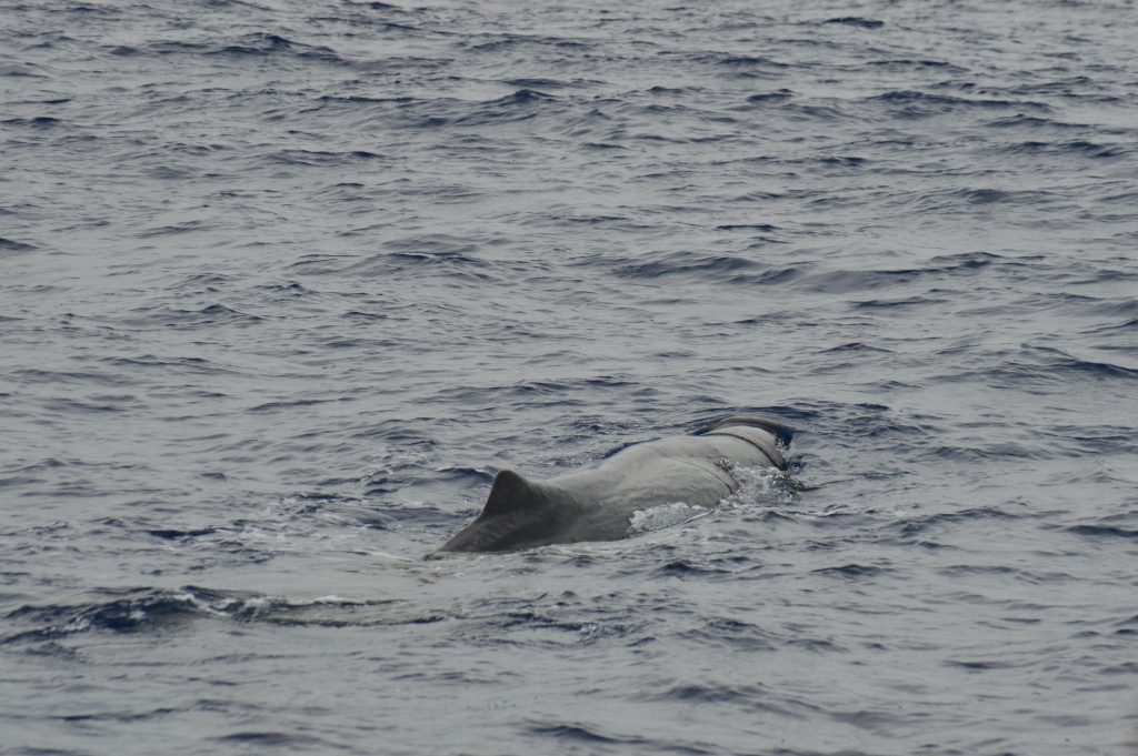 Whale Sperm Madeira Island Tours On Tales