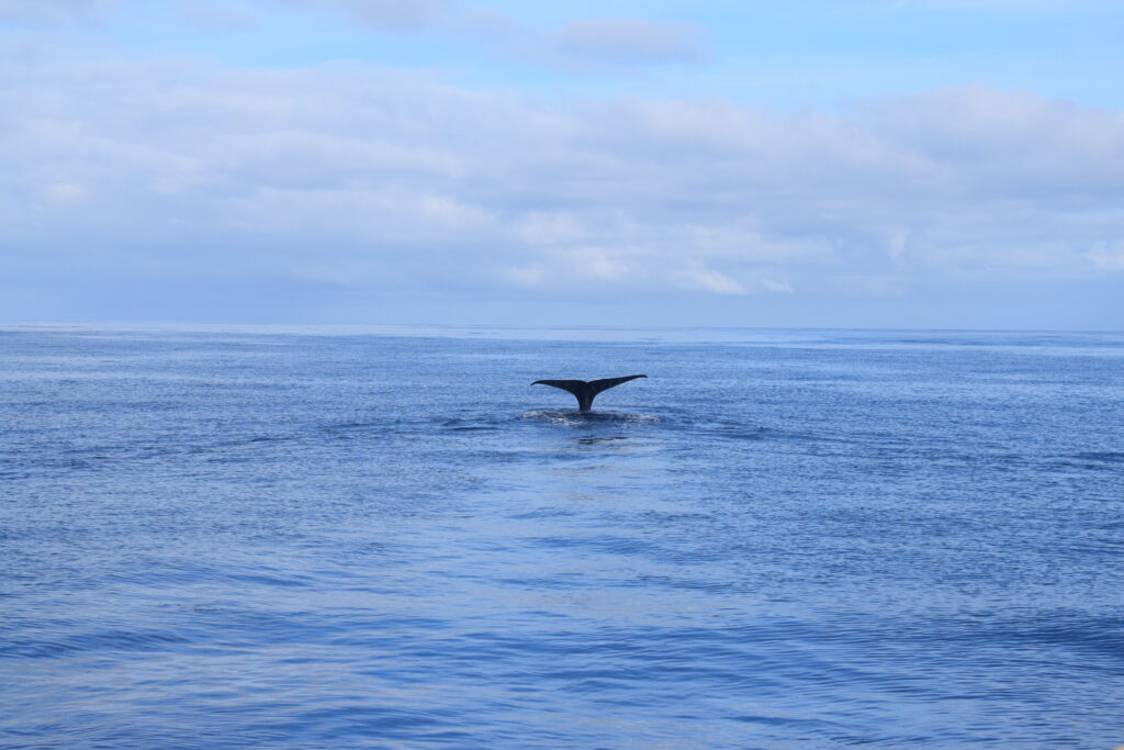 Whale Sperm Madeira Island Tours On Tales