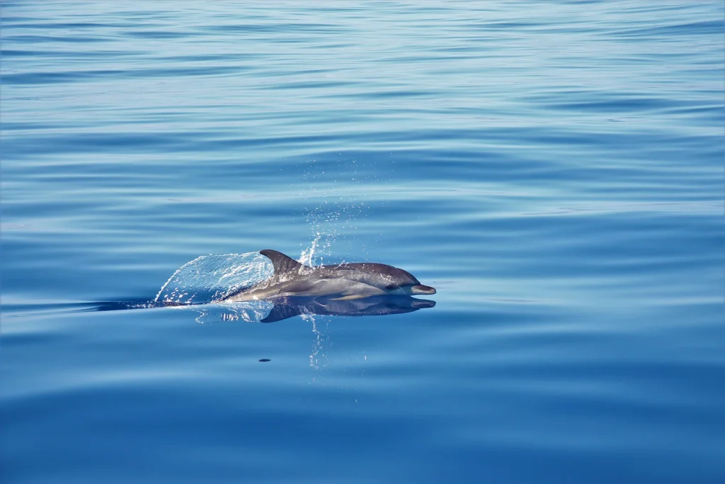 Spotted Dolphin On Tales