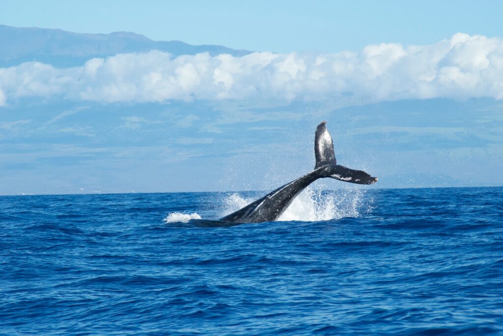 Baleen Whale Length Comparison