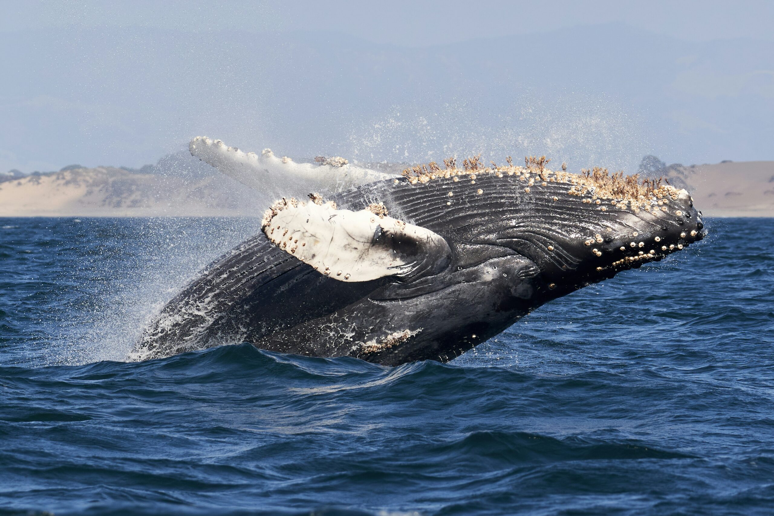 Baleen Whale Weight Comparison | OnTales Madeira