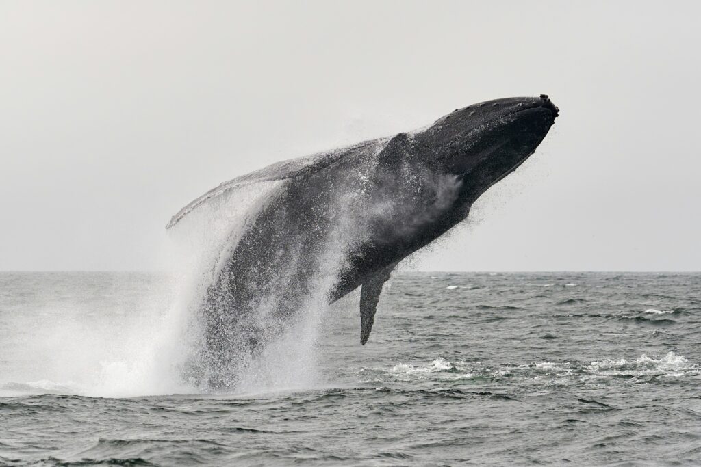 Baleen Whale Weight Comparison